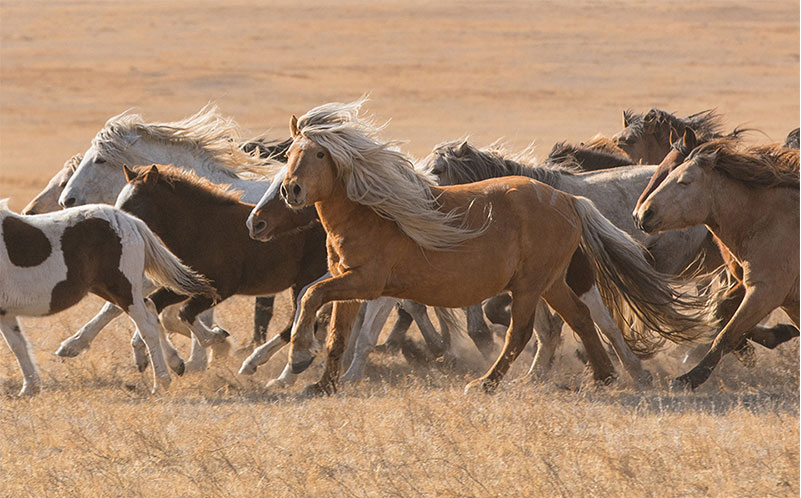 winter horses mongolia 